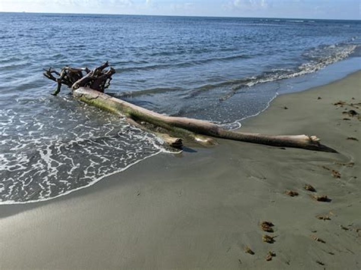 Does zatara mean driftwood