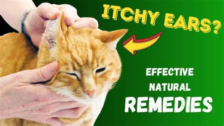 How to get rid of black stuff in cats ears