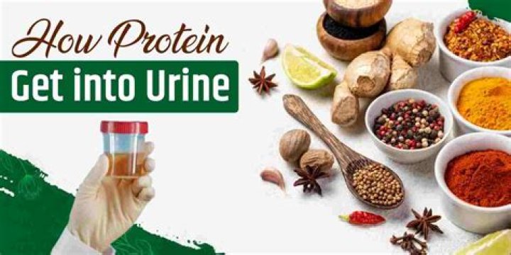 How to get rid of protein in urine