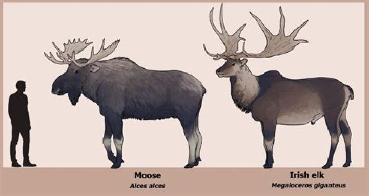 Is a moose a omnivore