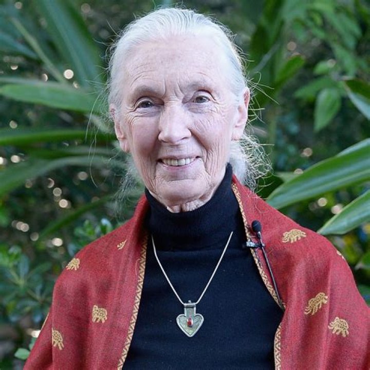 Jane Goodall Wikipedia, Biography, Age, Height, Husband, Net Worth, Children