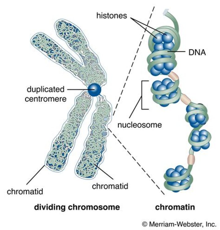 What is the Difference Between Chromatin and Chromatid