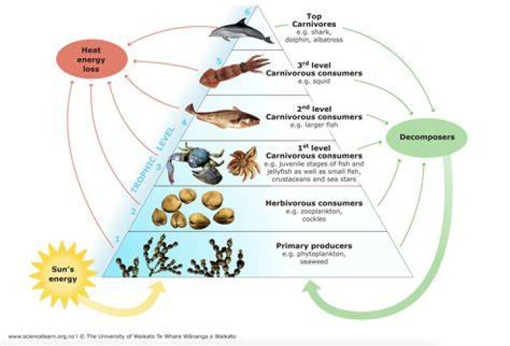 Which trophic level is the lowest in an ecosystem